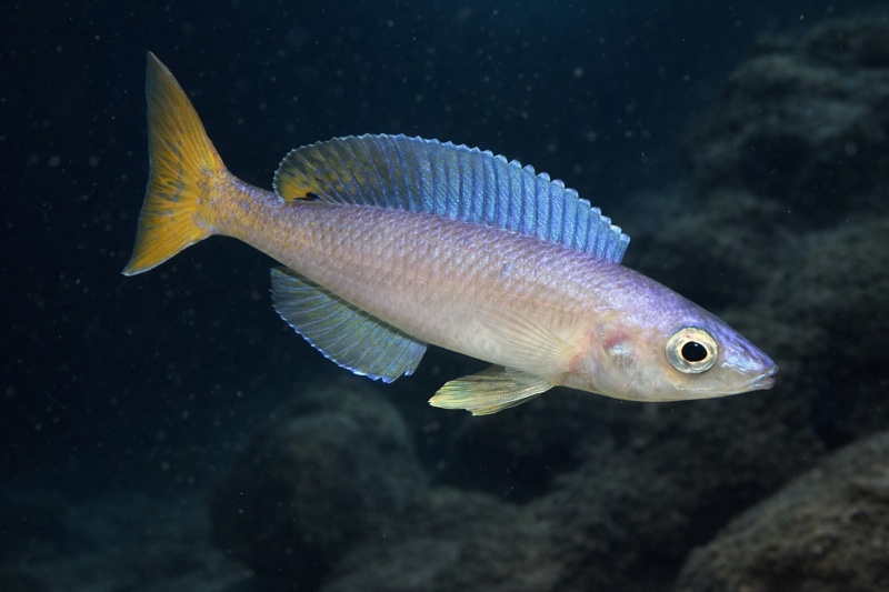 Cyprichromis leptosoma 'Msalaba'
